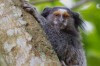Monkey, Rio de Janeiro