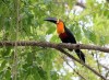 Toucan, Rio de Janeiro