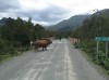 the way, Puerto Montt, austral road