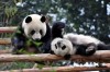 Panda, Chengdu, China