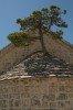 natural bonsai tree in Nerezisca, Split