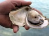 Oysters of Ston, Ston, South Dalmatia