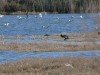 Voroklini wetland near Larnaca, Larnaca, Voroklini lake