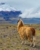 Tour in Ecuador