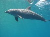 Red Sea Dolphins, Hurghada, Dolphin tour from Hurghada