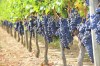 Saint-Emilion's vines, Saint-Emilion