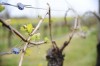 Armagnac vines, Bordeaux