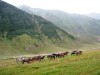 Truso gorge, Kazbegi