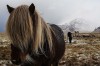 Icelandic horse, Vik, Horse farm South coast