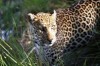 panther sighting, Delhi, bandhavgarh national park