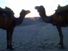 camels at sun set on sand dunes, Jaisalmer, khuri, sand dunes