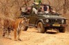 sighting of tiger - close quarters, ranthambhore, ranthambhore national park