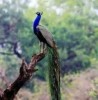 peacock in jungle, Udaipur
