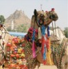 camel  fair
