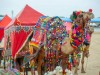 camel  fair, New Delhi