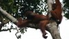 orang utans, Tangerang