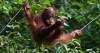 baby orang utans, Tangerang