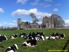 Bective Abbey, Dublin, Bective Abbey