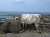 Sky Road Tourist, Galway, Clifden