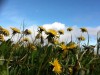 Spring Flowers in the Burren, Shannon