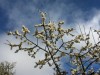 Whitethorn in the Burren, Shannon