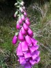 Foxglove in the Burren, Shannon