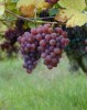 Wine tasting tour in Taormina