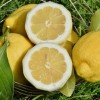 Local lemon to make limoncello, Naples