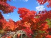 Redden maple at Eikan-do, Kyoto, Eikan-do