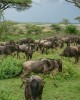 Tour in Kenya