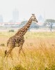 Private tour in Nairobi