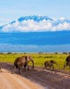 Safari in Nairobi