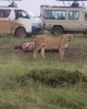 Safari in Nairobi