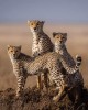 Safari in Nairobi
