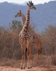 Safari in Nairobi