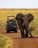 Safari in Nairobi