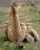 Safari in Nairobi