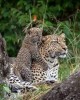 Safari in Nairobi