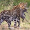 Leopard, Nairobi, Masai Mara  Game Reserve