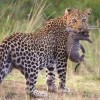 Leopard, Serengeti National Park