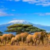 Elephant, Nairobi, Amboseli  National Park