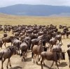 wildbeest migration, Nairobi, Masai Mara Game Reserve