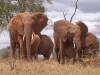 elephant, Ngorongoro crater