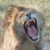 lion, Kampala, Queen Elizabeth National Park