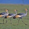 crane, Nairobi, crescent Island game park