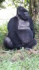 Gorilla in the Mountain, Kampala, Mgahinga National Park