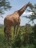 Giraffe, Ngorongoro crater