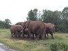 Elephants, Nairobi, Samburu National Reserve