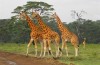 Giraffe, Lake Nakuru National Park