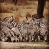 Zebra, Nairobi, Olpejeta Conservancy